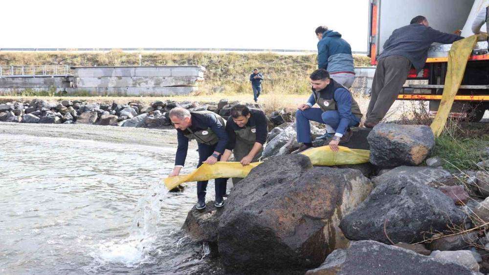 Kars’ta göllere 520 bin sazan yavrusu bırakıldı
