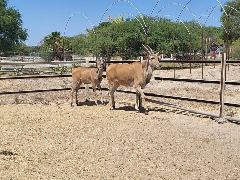 Meksika’da arama yapılan arazide 56 vahşi hayvan ele geçirildi
