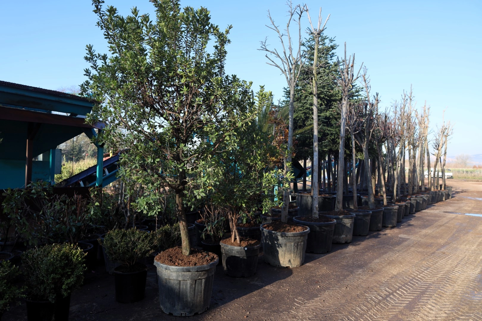 Kocaeli'de torf &uuml;retimi ile 50 milyon lira tasarruf sağlanıyor